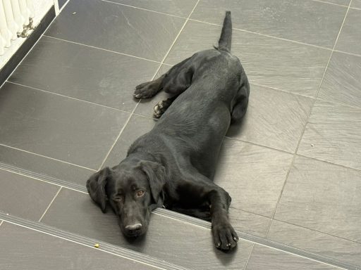 Schwarzer Hund liegt entspannt auf dem Boden.
